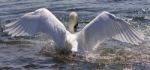 Amazing Wings Of The Beautiful Swan Stock Photo