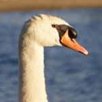 Beautiful Portrait Of The Mute Swan Stock Photo