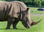 Image Of A Rhinoceros Eating The Grass On A Field Stock Photo