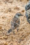 Galapagos Mockingbird In Santa Cruz Island Stock Photo