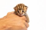 Bengal Kitten And Human Hand Stock Photo