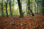 Autumn Wood In England Stock Photo