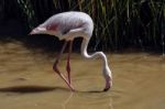 Greater Flamingo (phoenicopterus Roseus) Stock Photo