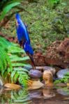 Blue-eared Kingfisher Diving Stock Photo