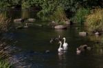 Mute Swans With Cygnets Stock Photo