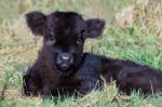 Newborn Black Scottish Highlander Calf Lying In Grass Stock Photo