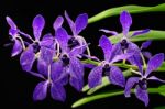 Orchid Stock Photo