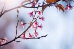 Soft Focus Cherry Blossom Or Sakura Flower On Nature Blur Background Stock Photo
