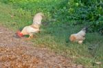 Cockerel/rooster And A Hen Wandering Free Range In The Thailand Stock Photo