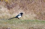 Common Magpie At Hope Gap Near Seaford Stock Photo