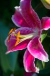Pink Spotted Lily Flowering In Sussex Stock Photo