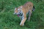 Siberian Tiger (panthera Tigris Altaica) Or Amur Tiger Stock Photo