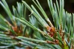 Pine Branch With Young Cones Stock Photo