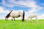 White Horse Mare And Foal On Sky Background Stock Photo