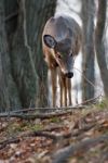Photo Of The Deer Searching Something On The Ground Stock Photo