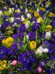 Colourful Bed Of Flowers In East Grinstead Stock Photo