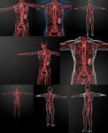 3d Rendering Of The Lymphatic System Stock Photo