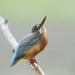 Common Kingfisher Stock Photo