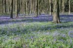 Bluebells In Wepham Wood Stock Photo