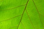 Leaf Texture Stock Photo