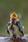 Blue Tit (cyanistes Caeruleus) Fledgling Just Evicted From Nest Stock Photo