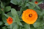 Orange Calendula (calendula Officinalis) On Display In A Garden Stock Photo