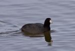 Beautiful Image With Amazing American Coot In The Lake Stock Photo