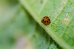 Ladybug In Green Nature Stock Photo
