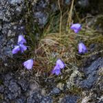 Blue Harebell Flowering In Scotland Stock Photo