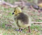 Image Of A Chick Of Canada Geese On A Grass Stock Photo
