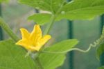 Yellow Cucumber Flower And Polllen In Vegetable Garden Stock Photo