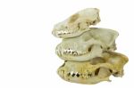 Skulls Of Fox And Dogs On Top Of Each Other Stock Photo