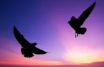 Silhouetted Two Seagull Flying At Colorful Sunset Stock Photo
