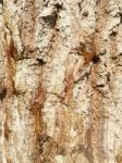 Tree Texture Stock Photo