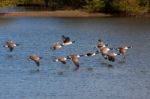 Canada Geese Flying Over Weir Wood Reservoir Stock Photo