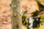 Gray-headed Woodpecker In A Spring Forest Stock Photo