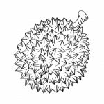 Line Drawing Of Durian -simple Line  Stock Photo