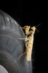 Praying Mantis (mantis Religiosa) Stock Photo