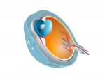 Eye Anatomy Stock Photo