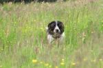 Spaniel Hiding In The Long Grass Stock Photo