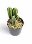 Tiny Potted Cactus Stock Photo
