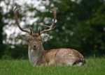 Fallow Deer Stag Stock Photo