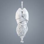 Human Internal Organs. 3d Illustration. Isolated. Contains Clipping Path Stock Photo