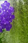 Beautiful Purple Orchid Flowers Stock Photo