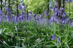 Close_up Of Bluebells In Staffhurst Woods Stock Photo