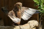 Tawny Eagle Sunbathing Stock Photo