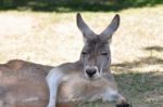 Lazy Kangaroo Stock Photo