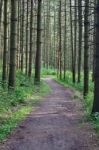 Beautiful Picture With A Beautiful Trail Leading Stock Photo