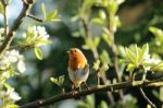 Robin On Pear Blossom Branch Stock Photo