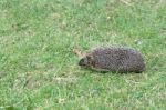 European Hedgehog (erinaceus Europaeus) Stock Photo